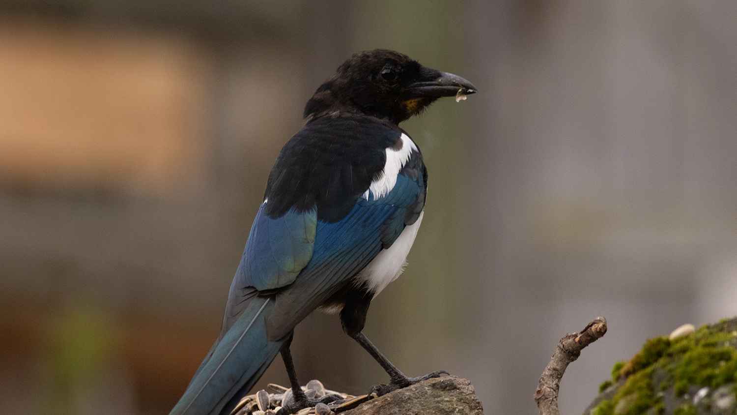 Eurasian Magpie